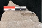 Foto (Detailansicht) von Puccinites zosterae Ettingshausen (NHMW-GEO-2024-0188-6624)